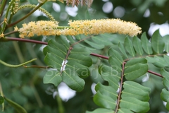 Adenanthera pavonina